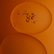 Image for article titled Gorgeous Tree of Life stills look like the greatest science epic of all time